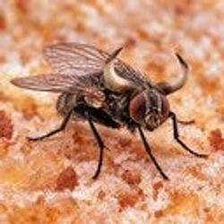 BULLFLY / SOL