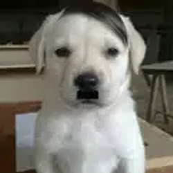 Hitler / SOL