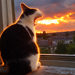 FireCat