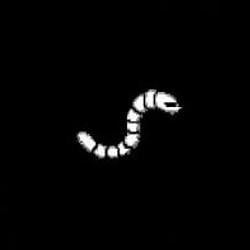 ChainDrop / SOL