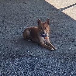 $RDog