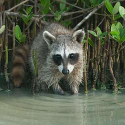 RACCOONS