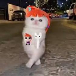 PIUPIUPIU小猫 / QQQ