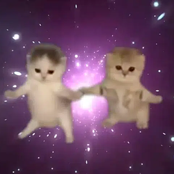 dancecats