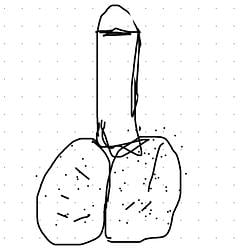 penis