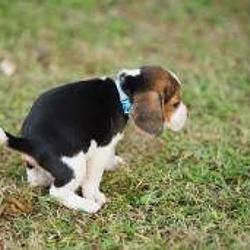Puppy