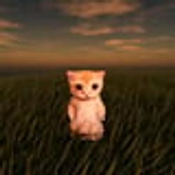 Polycat