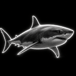 Shark / SOL