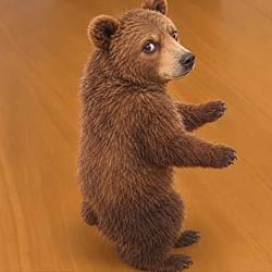Bear