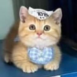CATINU