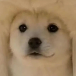 underdoge / SOL