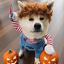 DOGE