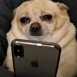 phone