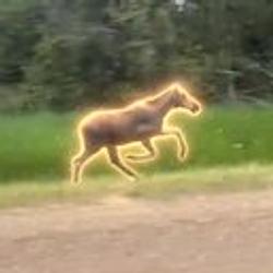 MOOSE