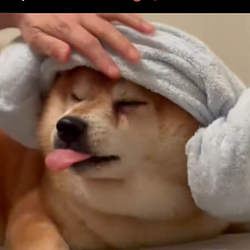 KUMAKICHI