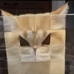 pixelcat