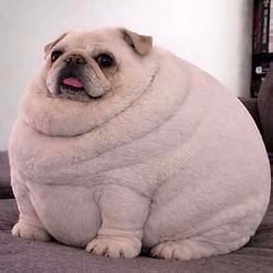 FATDOG