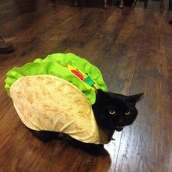 TACAT