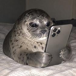 SEALPHONE / METAx