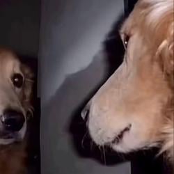 cry dog