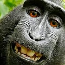 MACACO
