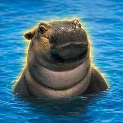 FIONA / SOL