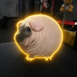 GUINEAPIG / SOL