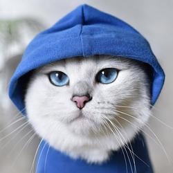 cobythecat