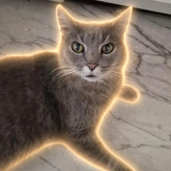 KITTYCAT