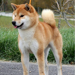 akita