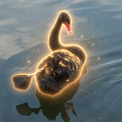 Swan / SOL