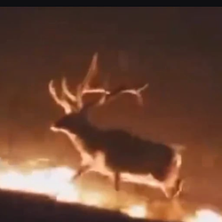 DEER / SOL