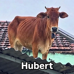 Hubert