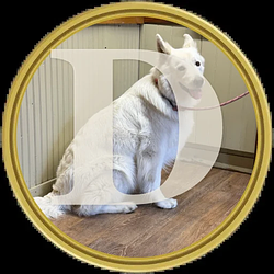 DOGE