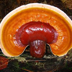 GANTSU