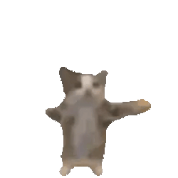 HAPPYCAT / SOL