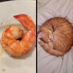 SHRIMPCAT