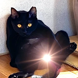 キンタマ