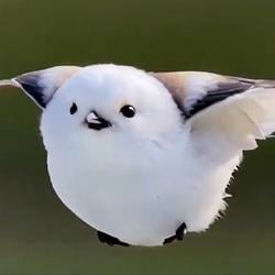 viralbird
