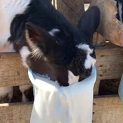 CHUG