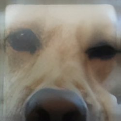 xbox dog