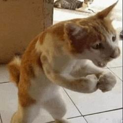 CATFIGHT