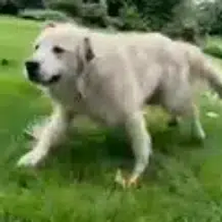 Goose