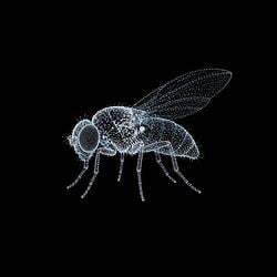 FLYBRAIN / WETH