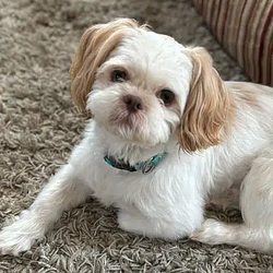 Cooper