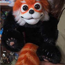 RacoonFa / SOL