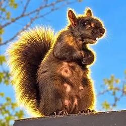 CNUT