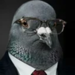 PIGEON