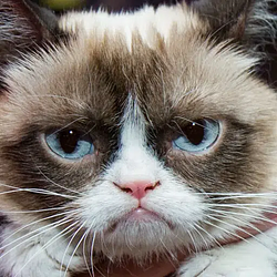 GrumpyCat / SOL