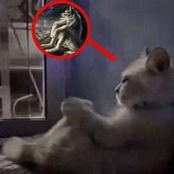 lonelycat